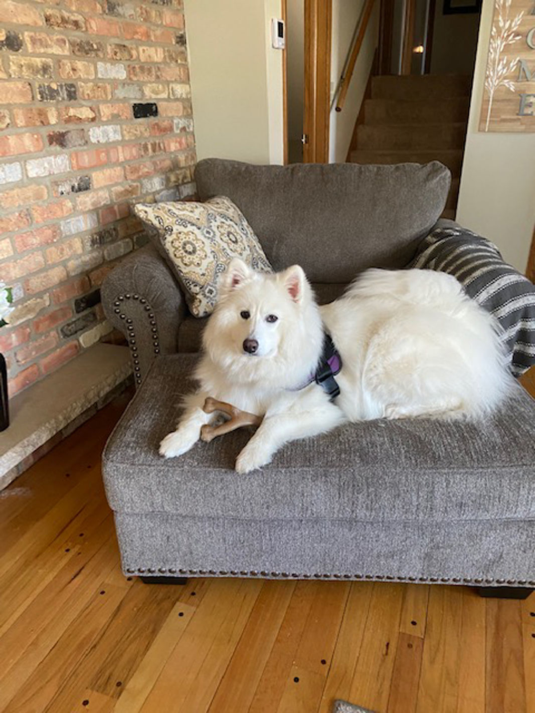lucy samoyed
